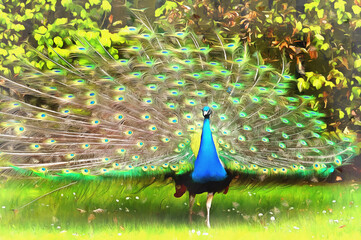 Beautiful peacock close up view colorful painting