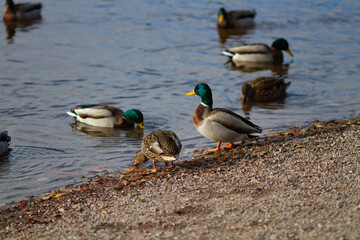 A flock of Mallard ducks in the lake on a beautiful Sunny autumn day