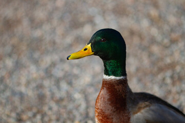 Naklejka na ściany i meble Close up portrait of beautiful mallard duck in it's natural enviroment