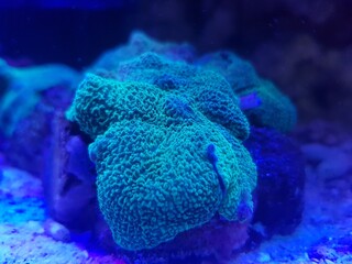 Neon green mushroom coral reef tank