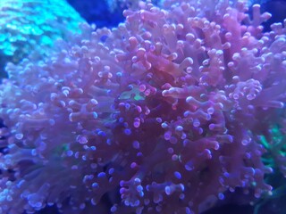 Red pink grape corals in a reef tank