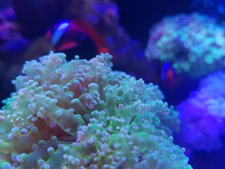Fototapeta na wymiar Grape corals in reef tank