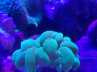 Green bubble corals in reef tank