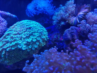 Obraz premium flower pot corals in reef tank