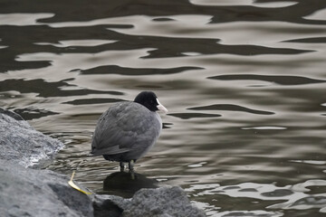 eurasian coot in the water