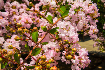 Lock and Dam concrete dam beautiful pink flower tree close up
