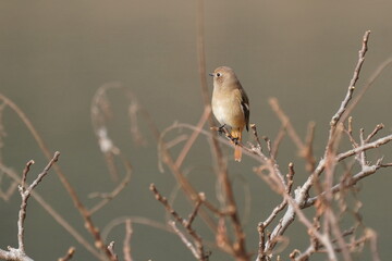 redstart on the branch