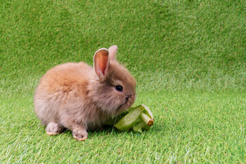 Adorable little baby bunny brown eating fresh organic red oak vegetable while sitting on green grass background. Easter animal rabbit concept.