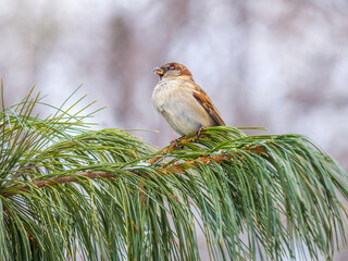 Sparrow sits on a Cedar branch in the sunset light.