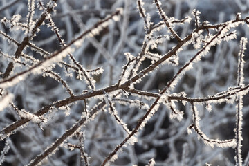 Fresh frost on tree branches on a frosty winter morning.