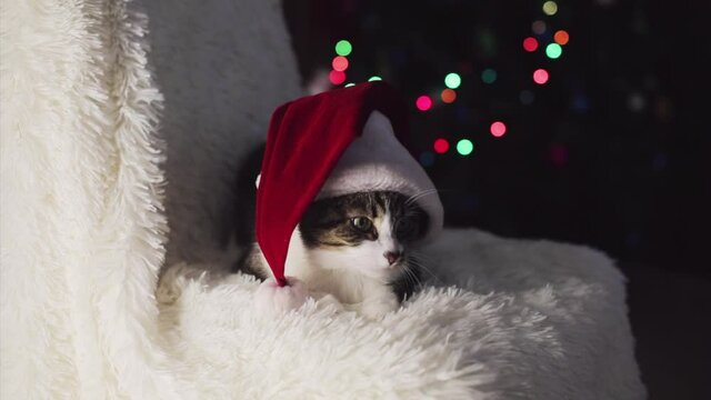 Christmas cat in Santa hat. animal and Christmas decorations. the owner strokes the cat