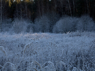 Winter landscape. Frost on the grass. Snowy field. Forest in the background. Evening.