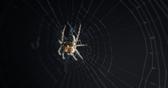 Macro shot of a spider waiting for prey in its spider web. Shallow DOF.
