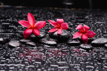 spa still life of with red 
frangipani and zen black stones ,wet background
