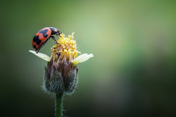 Close up of ladybug sitting at the top of wild flower isolated on nature background