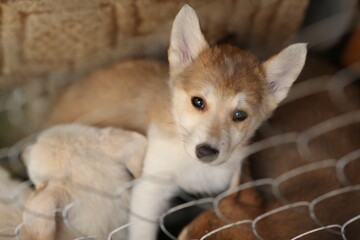 Sad homeless dog puppies are sitting in a cage in a shelter, they need help.