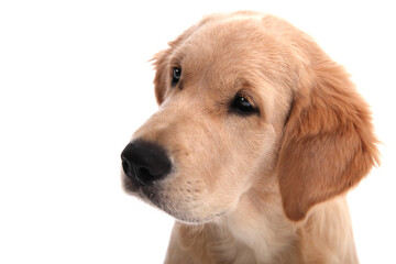 Headshot of a cute funny puppy of Golden Retriever sits on an isolated white background and looks away. High quality photo