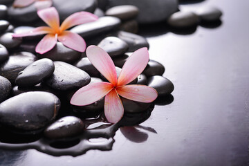Beautiful two pink 
frangipani and zen black stones ,wet background
