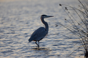 Great blue heron landing in beautiful sunset light, seen in a North California marsh