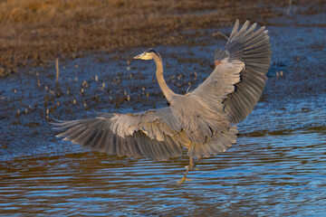Great blue heron landing in beautiful light, seen in a North California marsh