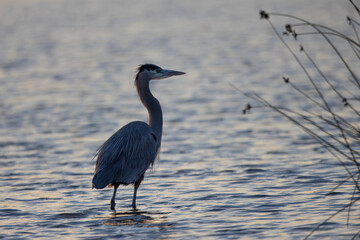 Great blue heron landing in beautiful sunset light, seen in a North California marsh