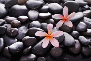 Fototapeta na wymiar Beautiful two pink frangipani and zen black stones background 
