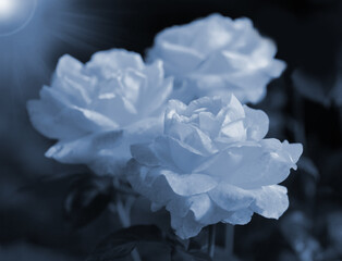 Art photo rose petals isolated on the natural blurred background. Rose flower Closeup. For design, texture, background. Nature. Monochrome photo.