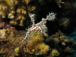Ornate ghost pipefish Solenostomus paradoxus 