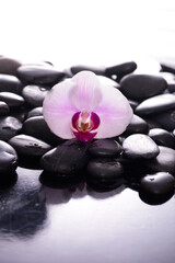 Obraz na płótnie Canvas Macro white orchid and zen black stones background