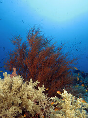 Fototapeta na wymiar Black coral on a deep Red Sea coral reef