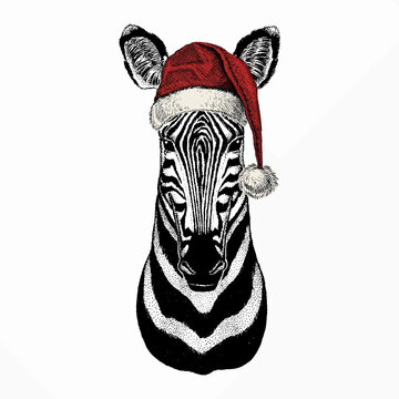 Zebra vector portrait. Christmas red Santa Claus hat. Head of african wild animal zebra.