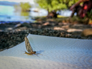 butterfly on a tree