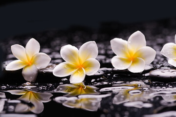 Fototapeta na wymiar white frangipani with reflection with zen black stones ,wet background 