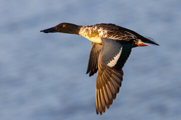 Northern Shoveler flying in beautiful light, seen in the wild in North California