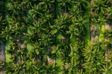 Fototapeta premium Aerial top view of Coconut tree in Coconut farm. Thailand