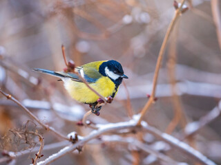 Cute bird Great tit, songbird sitting on a branch without leaves in the autumn or winter.