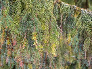Green fir branches in winter during at sunset