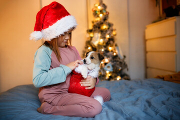 Cute Funny Caucasian girl child in red Santa hat holding embrace puppy Jack Russell, funny New Year's photo of children and puppies, Christmas gift, dream about pet, puppy and child communications