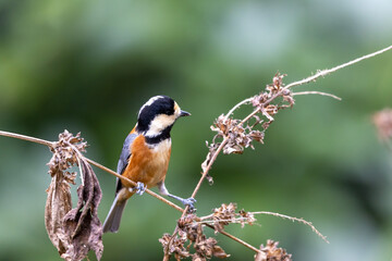 Obraz premium ヤマガラ