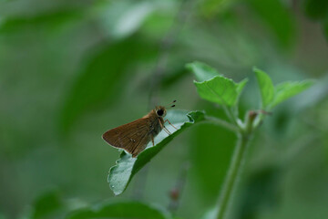 butterfly on a leaf