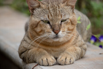 close up portrait of a cat