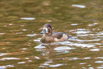 クビワキンクロ