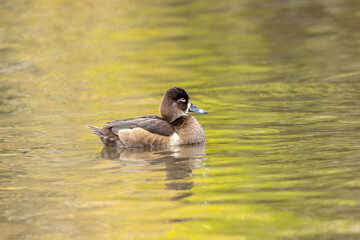 クビワキンクロ