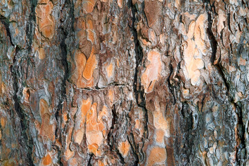 Natural structure of the bark of a pine tree. Pine bark texture.