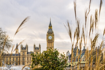 Fototapeta na wymiar Big Ben clock tower seen across plants