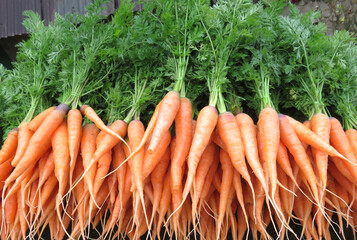 Lot of fresh Carrots image,  The carrots have been brought to the market for sale.  image click from Darjeeling, West Bengal, India.