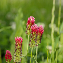 Red weed flower on a spring afternoon