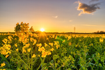 Rapeseed flowers with sunset flare