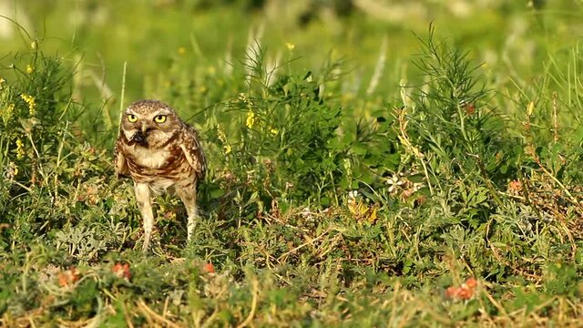 Burrowing Owl with insect feeding young, at burrow