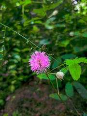 flower in the garden